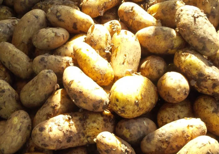 Kale is a new superfood - a delicious and versatile alternative to cabbage or spinach