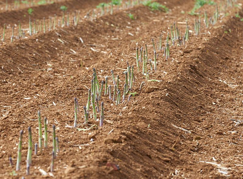 Wykham Park Farm Shop Asparagus We have been growing asparagus